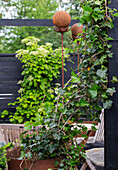 A rusty, recycled old tin barrel with ivy on the terrace