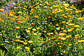 Marigolds in a garden