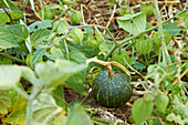 Pumpkin (Cucurbita) growing next to lampion flowers (Physalis) in the garden