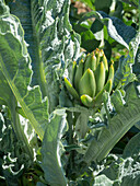 Artichoke plant in the garden (Cynara cardunculus)
