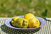 Plate with four lemons on lattice table in the garden