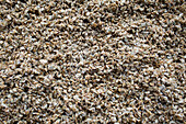 Sprouted cereal grains (full picture)