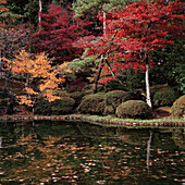 Japanischer Garten mit Teich und Japanischem Ahorn