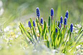 Grape hyacinths