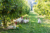 Weiße Hühner in einer Apfelplantage