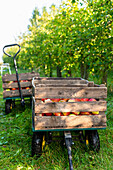 Crates of apples are ready to be taken away, during apple picking