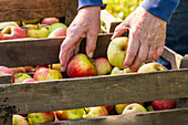 Hände sortieren Äpfel in einer Obstkiste bei der Apfelernte