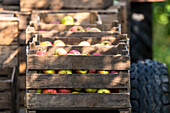 Äpfel in Holzkisten auf einem Anhänger bei der Apfelernte
