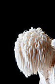 Close up of Lion s Mane edible fungus, Hericium erinaceus on a black background