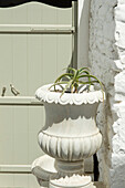 Blumenschmuck in weisser Amphore vor Hauswand, Ort Artemonas, Insel Sifnos, Kykladen, Ägäis, Griechenland