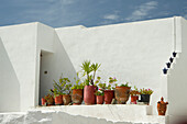 Blumenschmuck auf weisser Mauer, Ort Artemonas, Insel Sifnos, Kykladen, Ägäis, Griechenland