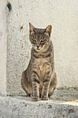 Streunende Katze an Hauswand, Kykladen, Ägäis, Griechenland