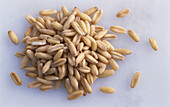 A pile of oat grains on a light background
