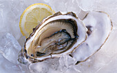 Opened oyster with lemon on ice