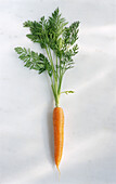 One carrot on a light background