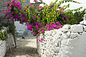 Blühende Bougainvillea und typische Mauern, Dorf Mezapos, Halbinsel Mani, Peloponnes, Griechenland
