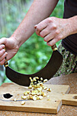 Chopping acorns with a cradle knife