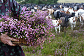 Woman carrying a basket with heather