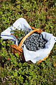 Freshly collected blueberries