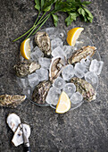 Fresh oysters with lemon slices on ice