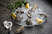 Fresh oysters with lemon wedges on ice cubes