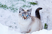 Katze im Schnee, Plateau de Beille, bei Les Cabannes, Département Ariège, Pyrenäen, Okzitanien, Frankreich