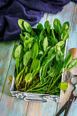 Fresh young spinach in box