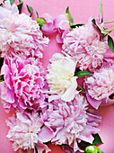 Pink peonies