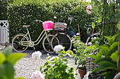 Geranien in Pflanzentöpfen, im Hintergrund Fahrräder