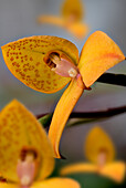 Gelbe Form der Erdorchidee (Disa uniflora), Blüten