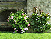 Hortensien vor Mauer (Hydrangea)