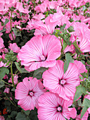 Großblumige rosa Buschmalven (auch Bechermalve, Lavatera-Hybride)