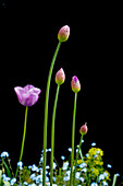 Tulpen vor schwarzer Hintergrund (Tulipa)