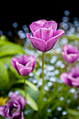 Tulpen im Garten (Tulipa)