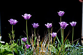 Tulpen im Garten vor schwarzer Hintergrund (Tulipa)