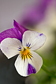 Horned violet, garden form (Viola cornuta), single flower