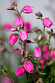 Irish heath (Daboecia cantabrica)