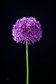 Ornamental leek (Allium), single flower, Allium Globemaster