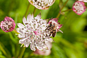 Sterndolde (Astrantia), Blütenportrait mit Biene in Wiese
