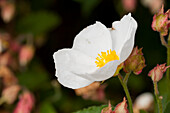 Sage leaved rock rose (Cistus Salviifolius), single flower