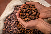 Feves De Cacao Dans La Main, Chocolaterie Cluizel, Damville, Mesnil-Sur-Iton, Eure, Normandie, France