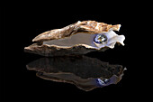 Auster mit Perle (Fotoausstellung, Frankreich)