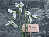 Schneeglöckchen (Galanthus 'Trumps')