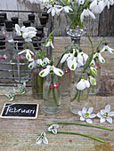 Schneeglöckchen (Galanthus) in Vasen