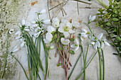 Frühlingsblumen - Schneeglöckchen (Galanthus), Nieswurz (Helleborus)