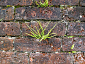 Fern growing between bricks