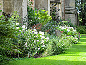 Garten mit Kugeldisteln (Echinops) und Holzstuhl (England)