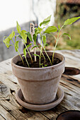 kleine Chilipflanzen im Topf (Capsicum)