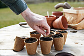 Sowing small seeds in pots during planting