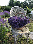 Lavendelblüten im Korb auf Gartenstuhl (Lavandula)